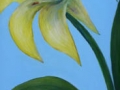 "Yellow Lily" by Aileen Wheeler