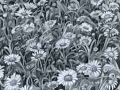 "Daises Galore" by Angelene Perry - Graphite A3