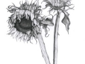 "Duel Sunflowers" by Angelene Perry - Graphite A3