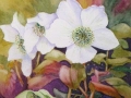 "Christmas roses" by Anne Whigham