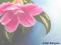 "Camellia" by Val Kenyon