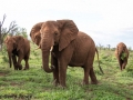 "African Elephants" by David Jones