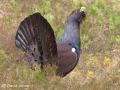 "Capercaillie Male Displaying" by David Jones
