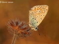 "Common Blue Butterfly" by David Jones