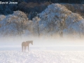"Horse in Winter Mist" by David Jones