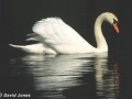 "Mute Swan" by David Jones