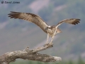"Osprey Landing" by David Jones