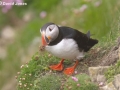 "Puffin Collecting Nesting Material" by David Jones