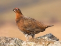 "Red Grouse Male" by David Jones