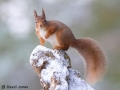 "Red Squirrel" by David Jones