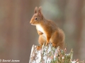 "Red Squirrel on Stump" by David Jones