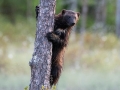 "Wolverine Climbing Tree" by David Jones