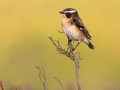 "Whinchat Male" by David Jones