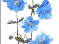 "Blue poppy" by Margaret Robertson
