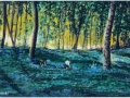 "Bluebell wood" by Pedro (PMC Brock)