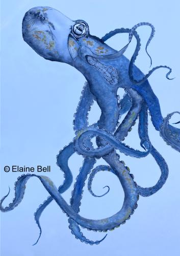 Octopus Blue