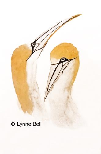Gannets gaze