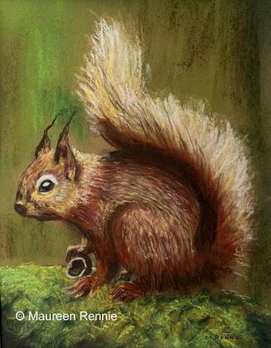 Red Squirrel