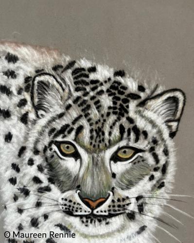 Snow Leopard